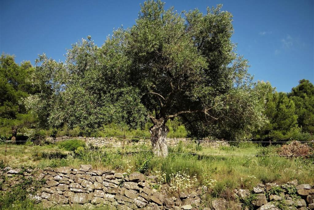L'Arbre A Soleil Villa Aigues-Vives  Екстериор снимка